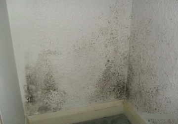 Mould21_copy-360x250.jpg